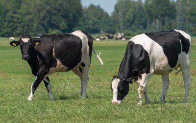 Cómo cuidar el ganado
