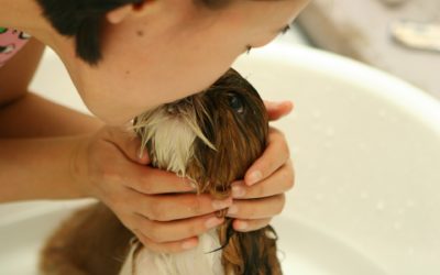 Cómo quitar las pulgas a un perro